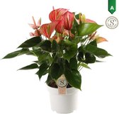 FloriaFor - Anthurium Livium Red - - ↨ 60cm - ⌀ 17cm