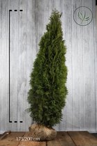 10 stuks | Westerse Levensboom 'Smaragd' Kluit 175-200 cm Extra kwaliteit - Weinig onderhoud - Compacte groei - Langzame groeier