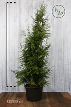 10 stuks | Reuzenlevensboom 'Excelsa' Pot 125-150 cm Extra kwaliteit - Compacte groei - Geurend - Snelle groeier - Weinig onderhoud - Zeer winterhard