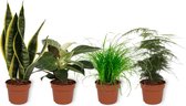 Set van 4 Kamerplanten - Asparagus Plumosus & Cyperus Zumula & Philodendron White Wave & Sansevieria Supbera - ± 25cm hoog - 12cm diameter