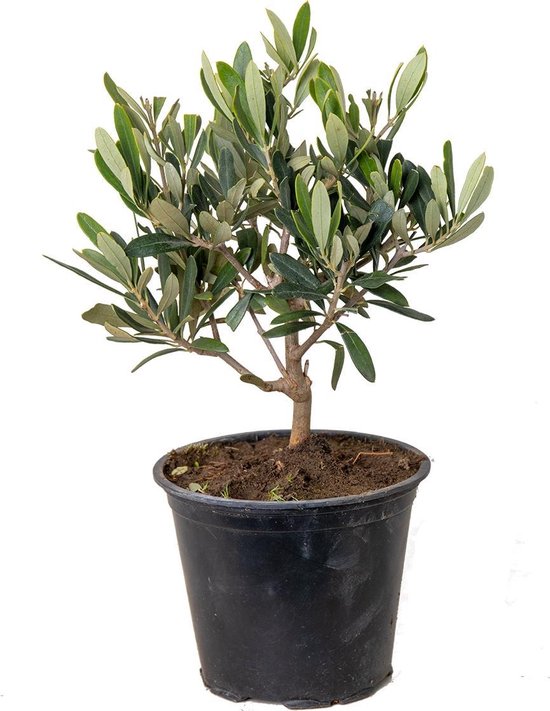 Olijfboom | Olea Europaea - Buitenplant in kwekerspot ⌀14 cm - ↕30-40 cm