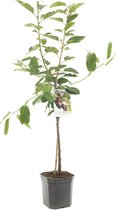 Prunus avium Regina | kersenboom | zoete kers | laagstam