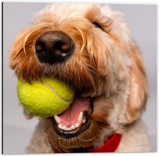 Dibond - Blonde Labradoodle Hond met Tennisballetje - 50x50cm Foto op Aluminium (Wanddecoratie van metaal)