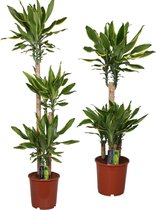 Mix - 2x Dracaena Golden Coast (diverse hoogtes)