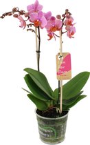 Orchidee van Botanicly – Vlinder orchidee – Hoogte: 50 cm, 2 takken – Phalaenopsis Multiflora Santa Rosa