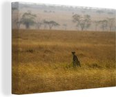 Canvas Schilderij Jachtluipaard op de savanne - 30x20 cm - Wanddecoratie