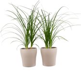 Kamerplanten van Botanicly – 2 × Olifantenpoot incl. taupe sierpot als set – Hoogte: 35 cm – Beaucarnea recurvata