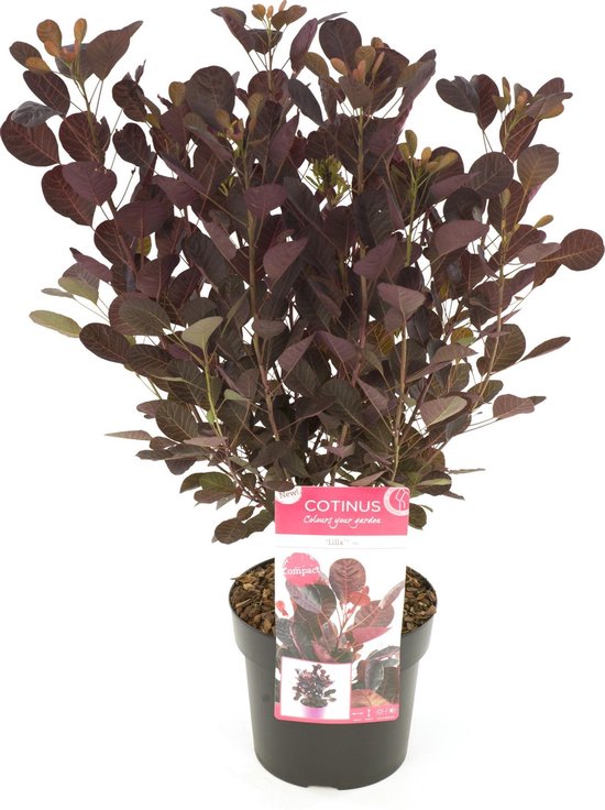 Cotinus cog. ‘Lilla’ ® | bol.com