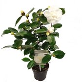 Camellia Japonica - Nuccio’s Gem - Wit - Vaste Tuinplant - Vers Van De Kweker - ↨ 35cm - ⌀ 17cm - [Mama's Planten]