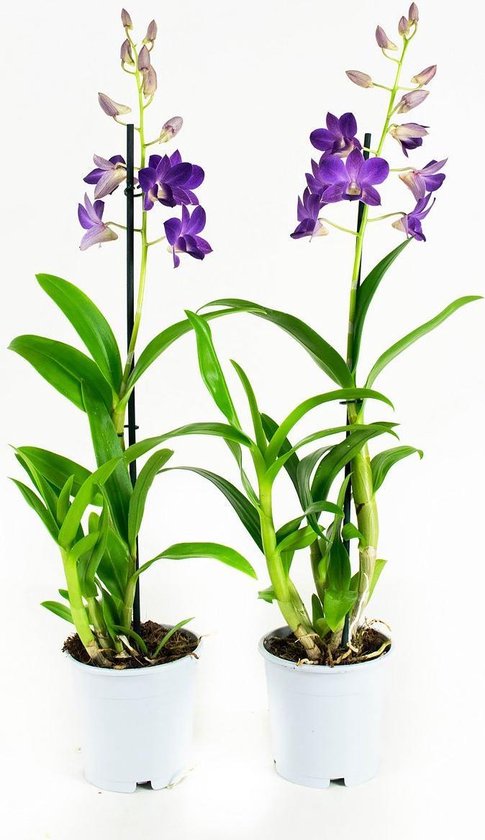 Fleurs de maman | 2x Dendrobium Sa-nook Blue Happiness | Orchidée | bol.com