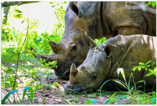 Poster – Moeder met Baby Neushoorn in de Natuur - 60x40cm Foto op Posterpapier