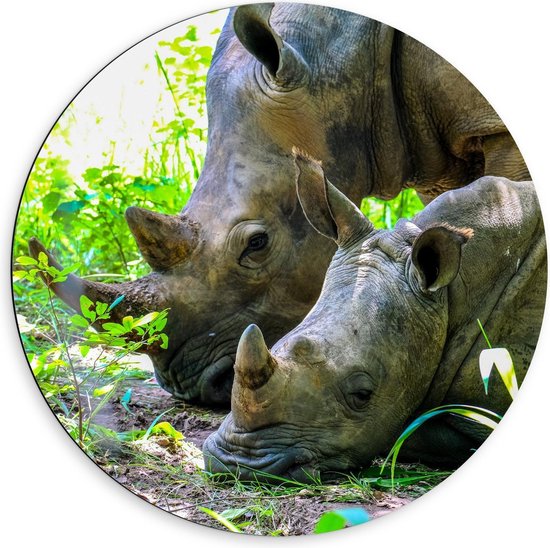 Dibond Wandcirkel - Moeder met Baby Neushoorn in de Natuur - 60x60cm Foto op Aluminium Wandcirkel (met ophangsysteem)