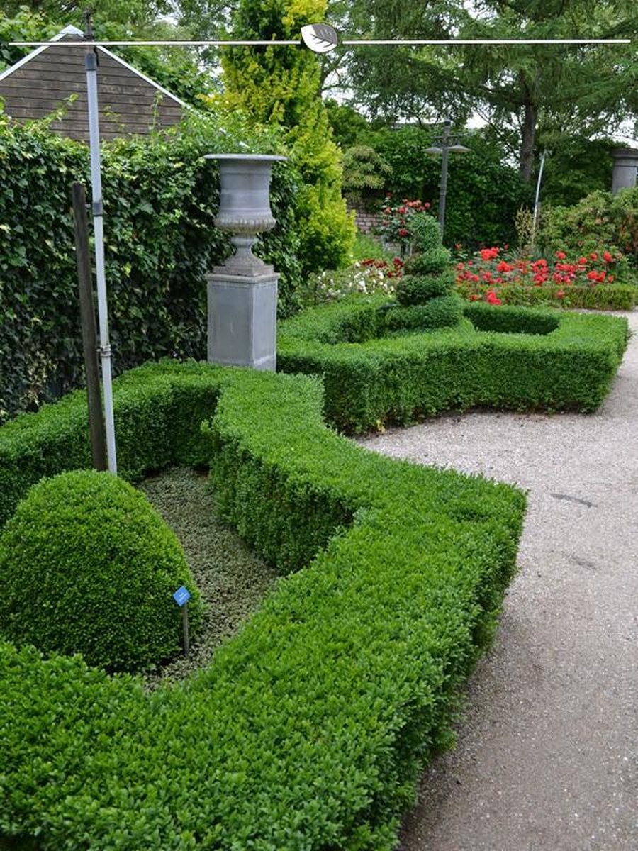 Buxus sempervirens 25-30 cm Blote wortel, 900x Haagplant