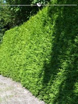 Westerse Levensboom Thuja Brabant 80-100 cm, 10x Haagplant