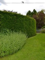 Venijnboom Taxus baccata 200-225 cm, 20x Haagplant