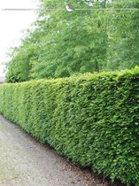 Groene Beuk Fagus sylvatica 100-125 cm Blote wortel, 100x Haagplant