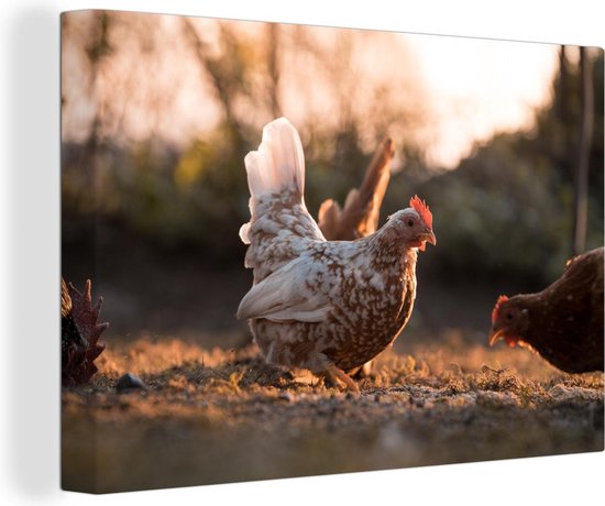 Canvas Schilderij Scharrelende kippen in zacht licht - 60x40 cm - Wanddecoratie