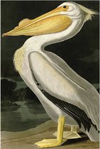 Schilderij Yellow Pelican, 80 x 120 cm excl frame