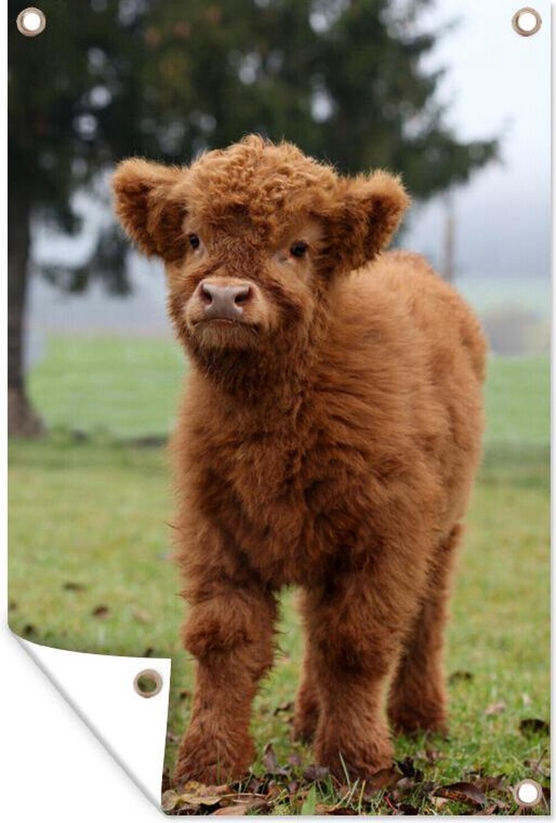 Bol Tuinposter Schotse Hooglanders 2 Nieuwsgierig Kalf bol-tuinposter-schotse-hooglanders-2-nieuwsgierig-kalf