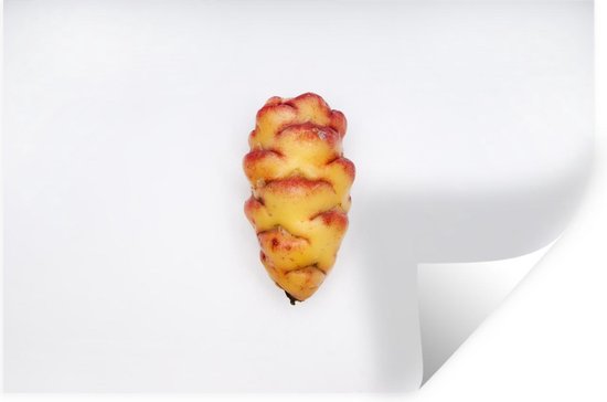 Muurstickers - Rood gele oca met een fel witte achtergrond - 60x40 cm ...