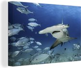 Requin marteau nage parmi les poissons 60x40 cm - Tirage photo sur toile (Décoration murale salon / chambre) / animaux sauvages Peintures sur toile