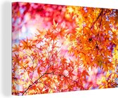 Canvas Schilderij Japanse esdoorn met herfstkleuren - 120x80 cm - Wanddecoratie