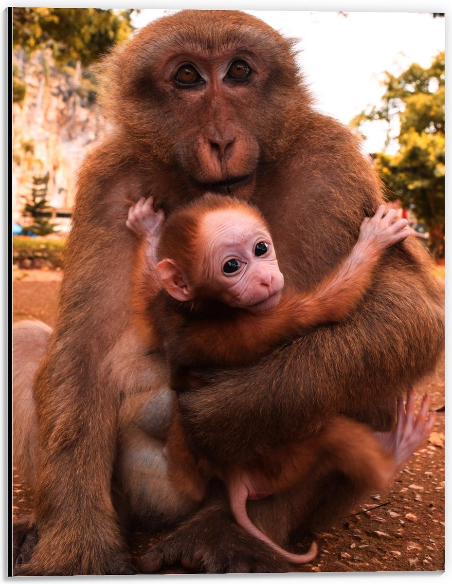 Dibond - Baby Aap in de Armen van Moeder - 30x40cm Foto op Aluminium (Wanddecoratie van metaal)