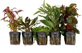 5x Aquariumplanten - Mix 'Aantrekkelijk Aqua' - Aquarium planten levend ↑ 15 cm - Pot-Ø 5 cm