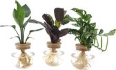 Mix in Bolglas + klikkurk - Strelitzia, Ctenanthe, Monstera - 30 cm - Hellogreen Kamerplanten