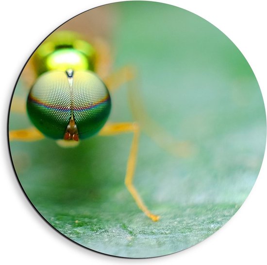 Dibond Wandcirkel - Groene Insect voor Camera - 40x40cm Foto op Aluminium Wandcirkel (met ophangsysteem)