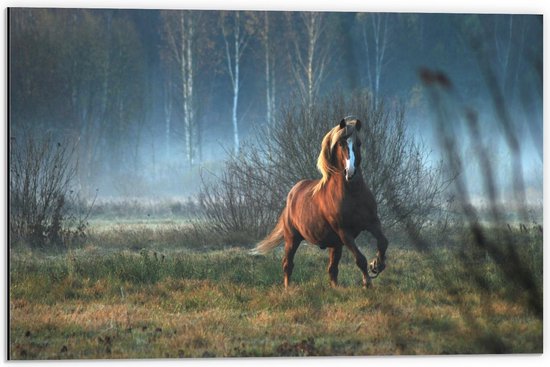 Dibond - Wild Paard in de Natuur - 60x40cm Foto op Aluminium (Met Ophangsysteem)