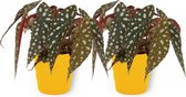 2x Kamerplant Begonia Maculata – Stippenbegonia - ± 20cm hoogte – 12 cm diameter - in gele pot