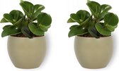 2x Kamerplant Peperomia Green Gold- Vetplant - ± 25cm hoog - 12cm diameter - in groene pot