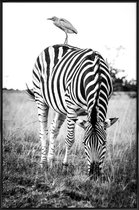 JUNIQE - Poster in kunststof lijst Zebra and Friend -30x45 /Wit &