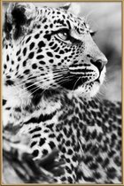 JUNIQE - Poster met kunststof lijst Luipaard foto -60x90 /Grijs &