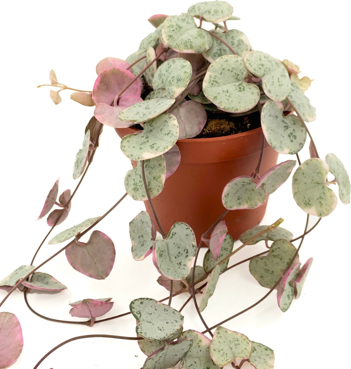 Chinees lantaarnplantje verzorgen en stekken (Ceropegia woodii