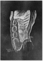 Anatomy Poster Abdomen - 10x15cm Canvas - Multi-color