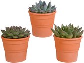 Echeveria mix in terracotta pot | 3 stuks | Ø 13 cm |  16-21 cm