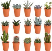 Cactus en vetplanten mix in terracotta pot | 15 stuks | Ø 6,5 cm |  8-13 cm