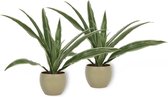 2x Kamerplant Dracaena Warnecki - ± 20cm hoog – 12cm diameter - in groene pot