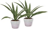2x Kamerplant Dracaena Warnecki - ± 20cm hoog – 12cm diameter - in lila betonnen pot