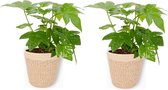 2x Kamerplant Fatsia Japonica – Vingerplant - ± 25cm hoog – 12 cm diameter - in beige mand met witte rand
