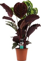 Calathea | Leuke plant en sluit haar bladeren ‘s-nachts | Super luchtzuiverend | Calathea medaillon | Ø 19 cm – Hoogte 70 cm (waarvan +/- 50 cm plant en 20 cm pot) | Kamerplant