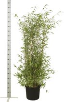 10 stuks | Fargesia nitida Pot 125-150 cm - Groeit breed uit - Groeit opgaand - Snelle groeier