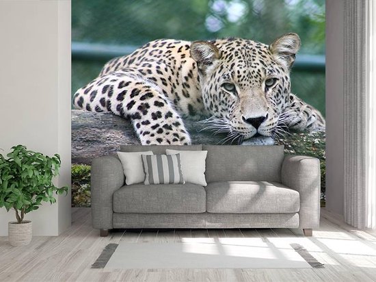 Professioneel Fotobehang Jaguar liggend 