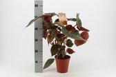 Kamerplant van Botanicly – Stippenbegonia – Hoogte: 50 cm – Begonia Maculata