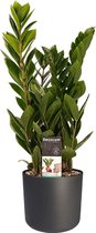 Kamerplant van Botanicly – Zamioculcas zamiifolia incl. sierpot antraciet cilindrisch als set – Hoogte: 45 cm