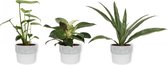 Set van 3 Kamerplanten - Philodendron White Wave & Monstera Deliciosa & Dracaena Warnecki - ±  30cm hoog - 12cm diameter - in betonnen witte pot