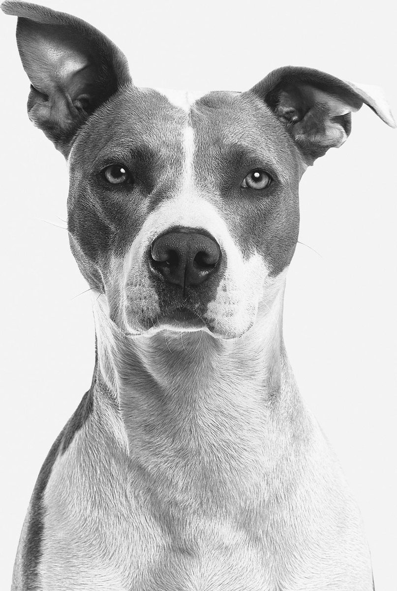 Schilderij - hond - Amerikaanse steafford - Collectie faces - Glas - 98x148cm