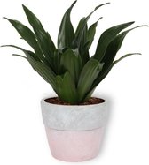 Kamerplant Dracaena Compacta - ± 20cm hoog – 12cm diameter - in roze betonnen pot